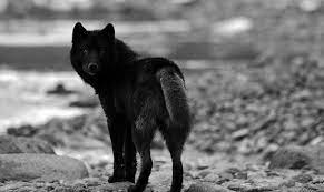 This is a free animals wallpaper in jpg format and without any watermark. Ultra Hd Black Wolf Wallpapers 1292x768 Wallpaper Teahub Io
