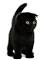 Gimo Cat Breed