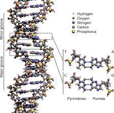 What other nitrogen base does adenine pair with? Dna Wikipedia
