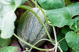 Many more are in the list of beneficial weeds. Companion Planting For Melons Insteading