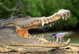 Bird Cleaning Crocodile Teeth Egyptian Plover Rdh Prefers To Clean Crocodile Teeth Nile Crocodile Crocodile Images Plover