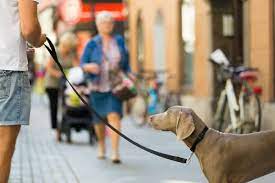 Not to mention the barking dogs in the apartment building, which could possibly trigger some intense tenant disputes, and spoil relationships with neighbors! How To Stop Dog Barking In Your Apartment Rent Com Blog