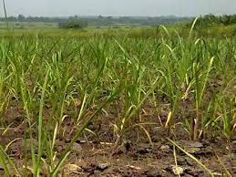 Jedes leben eine neue bestimmung. Friends Of Mumias Sugar Company Home Facebook