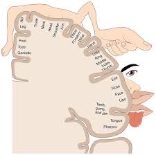 The Somatosensory System Boundless Anatomy And Physiology