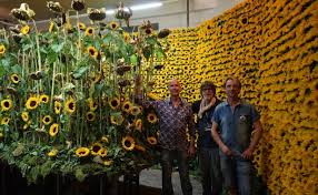 We did not find results for: Follow The Sun By Peter Boeijkens Jan Aartsen Frank Timmerman Fleur Amour 2016