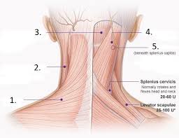 The main functions of the neck muscles are to permit movements of the neck or head and to provide structural support of the muscles of the neck can be divided into groups according to their location. Posterior Neck Muscles Diagram Quizlet