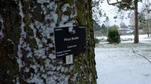 How to correctly use hydrogen peroxide in your garden? Understanding Plant Labels Cambridge Botanic Garden