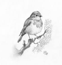 Redbreast Zeichnen Google Suche Googlesuche Redbreast Tekenen Zeichnen Dessins Tiere Tiere Bilder Tiere Kus Sanat Figur Cizimleri Sanat Teknikleri