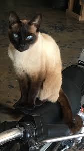 Below are our newest added siamese available for adoption in connecticut. How A San Antonio Cat Was Taken By An Airbnb Guest And Then Returned To His Owner