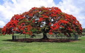 Caesalpinia pulcherrima is an erect, smooth much branched shrub or small tree which grows to the height of 1.5 to 6 meters high or branches unarmed or with few straight. Royal Poinciana Tree For Sale Naples
