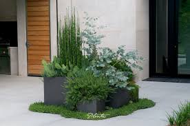 Contemporary Lead Pots Using Textural Plants Including Equisetum Horsetail Grass Rosmarinus Prostrates Trailing Rosemary And Eucalyptus With Images Contemporary Garden