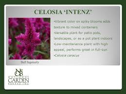 Rabbit resistant perennials and shrubs. Flowers New Varieties For Ppt Video Online Download