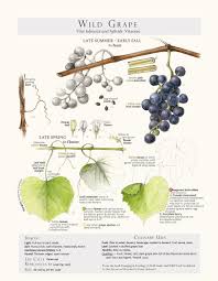 Wild grapes are perennial climbing or trailing vines. Foraging Feasting Limited Edition Print Wild Grape Foraging And Feasting