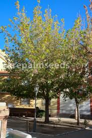 Image result for Acer negundo