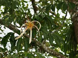 It is known by its nonscientific names malabar chestnut, french peanut, guiana chestnut, provision tree, saba nut, monguba (), pumpo and is commercially sold under the names money tree and money plant.this tree is sometimes sold with a braided trunk and is. Pachira Aquatica Wikipedia
