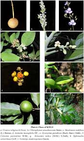 Image result for Chlorophytum amplexicaule