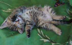 reshila vybrosit koshku sovetchica kidstaff