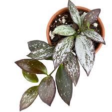 Image result for Hyparrhenia collina