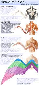 Anatomy Of An Angel By Dcroleplays On Deviantart Wings Drawing Drawing Tutorial Art Reference Poses