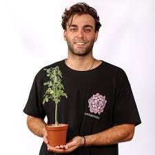 Image result for Adenia fruticosa