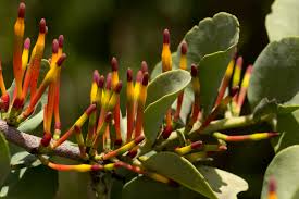 Image result for Agelanthus