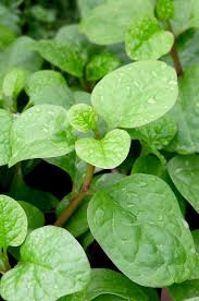 Image result for Basella