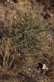 Image result for Maerua parvifolia