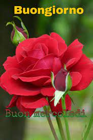 Visualizza altre idee su buongiorno fiori, buongiorno, buongiorno immagini. Immagini Buongiorno Con Rose Rosse