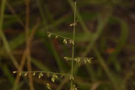 Image result for Urochloa comata