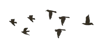 Animated Birds Flying In The Sky Gif Https Encrypted Tbn0 Gstatic Com Images Q Tbn 3aand9gctgwsnbxifveuxqo98j487oe8yy3i Quadawg Usqp Cau