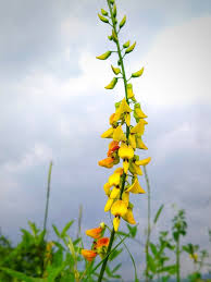 Image result for Crotalaria torrei