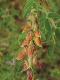Image result for Crotalaria incompta