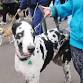 Walk To Cure Arthritis