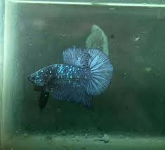 Real Original Avatar Hmpk Fish Pet Betta Pets
