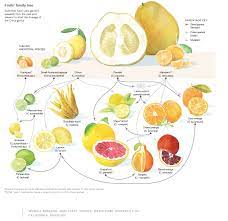 The Citrus Family Tree Imgur Citrus Fruit Citrus Citrus Plant