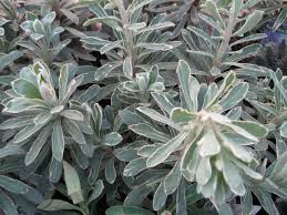 Maybe you would like to learn more about one of these? Euphorbia Silver Swan Worfield Plants