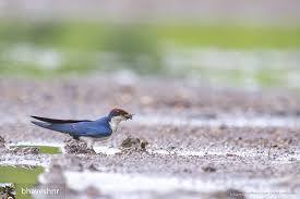 Birds That Make Mud Nests Under Bridges Regran Ed From Bhaveshnr Wire Tailed Swallow Hirundo Smithii Collecting Nesting Material August 2013 Bhandup Pumping Ecotourism Wild Birds Tours