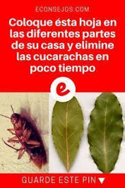 Mejores productos, venenos, remedios caseros para eliminar cucarachas del hogar ✅ cómo acabar con plagas grandes para siempre ⭐ de forma es mejor no utilizarlo en la cocina. Remedios Caseros Para Las Cucarachas En Casa Eliminarlas De La Casa