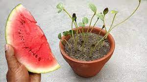 We did not find results for: How To Grow Watermelon Easily Grow In Pots Youtube