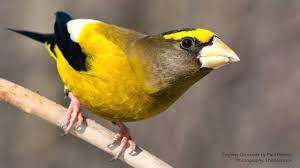 When i think of my favorite birds grosbeaks is near the top. Evening Grosbeak American Bird Conservancy