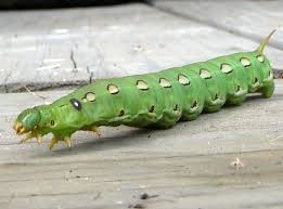 I'm so close to season end i don't need one of those little green (deleted) shutting. White Lined Sphinx Caterpillar What S That Bug