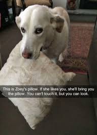 25 Pics Funny Dog Memes To Cheer You Up On A Bad Day Lovely Animals World Dogmemes Funny Dog Memes Dog Memes Funny Dog Names