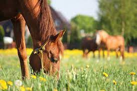 What Kind Of Food Do Horses Eat Oz Punters