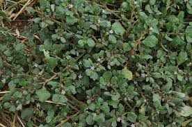 Image result for Trianthema portulacastrum