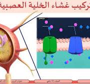 ‫الصف 12 علمي الأحياء السيالات العصبية و انتقالها 1 الاستقطاب و إزالة  الاستقطاب‬‎