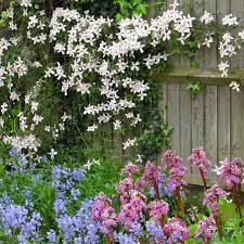 Check spelling or type a new query. Clematis Ivy Bluebells And Bergenia ã‚¬ãƒ¼ãƒ‡ãƒ‹ãƒ³ã‚°