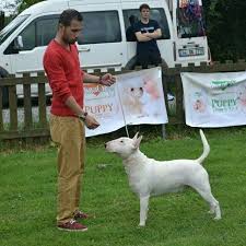 Bosphourus Terrier Show And Clup Show Istanbul Istanbulkopekegitimmerkezi Istanbulkopekegitimi Gurcandoganer Gurcandoganer Hand Kopek Egitimi Kopek Ikiz