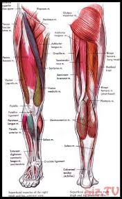 When observed macroscopically, this is seen as the anterolateral this muscle is the most anterior and medial of all four anterior leg muscles. Diagramme Zur Menschlichen Anatomie Und Physiologie Beinmuskeldiagramm Anato Diagramme Zur Menschlichen An Leg Muscles Anatomy Leg Muscles Diagram Leg Anatomy