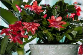 Caricato alle 17 giugno 2018. Schlumbergera Consigli Coltivazione E Cura Del Cactus Di Natale