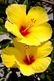 Hibiscus leaves turn yellow and drop from the plant due to stress. Hawaiian Yellow Hibiscus Plant Cutting Cutting 3 To 6 Inches Unrooted Walmart Com Walmart Com